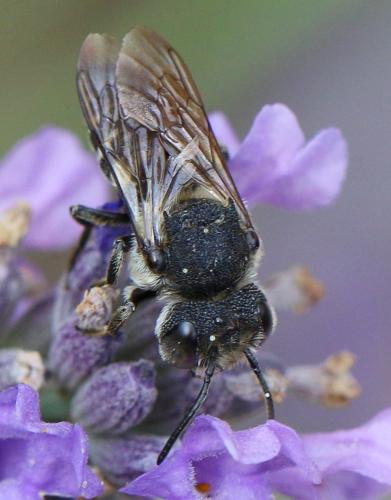 Coelioxys sp.